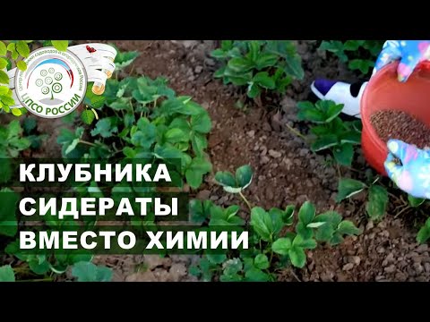 Видео: Обязательно посадите сидераты на клубнике после сбора урожая. Подкормка клубники.