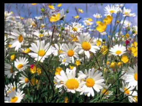 Видео: Виктор Давидзон. Танец цветов