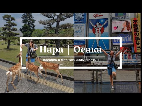 Видео: Осака и Нара: первые впечатления, нападение оленей, квартал красных фонарей, эксперименты с едой