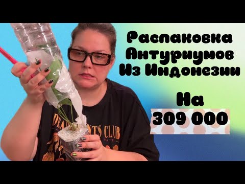 Видео: Распаковка антуриумов из Индонезии. Совместная закупка растений . Вариегатные антуриумы