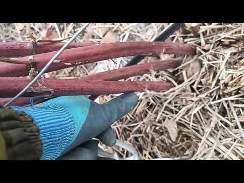 Видео: Начинаем подготовку к новому сезону - обрезка ежевики