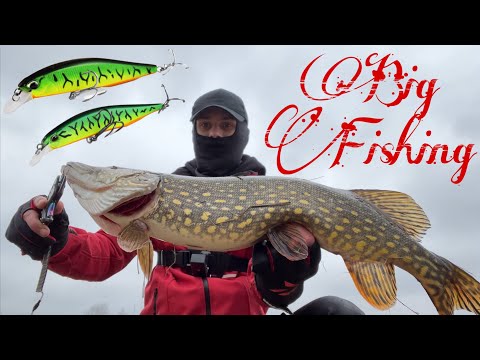 Видео: Щука в захваті від цих воблері !!! Зимовий твічинг ❄️🎣😱