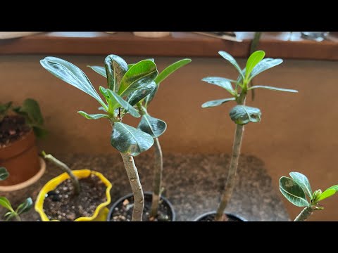 Видео: Укоренила черенки Адениумов. Что дальше? Посадка!