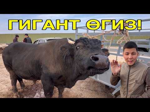 Видео: АТЫҢДЫ ӨЗГЕРТ! 16-НОЯБР 2025  ШЫМБАЙ МАЛ БАЗАРЫ БАХАЛАРЫ  ӨЗГЕРДИ! СКОТНЫЙ РЫНОК