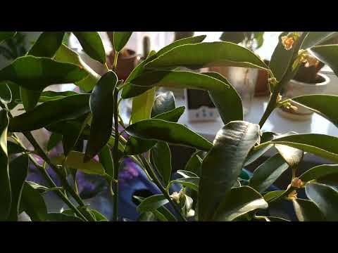 Видео: Кумкват Кинкан. Отзыв о интернет магазине Павловский лимон.