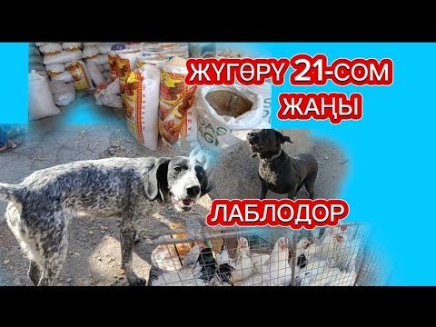 Видео: ИТ БАЗАР,ЖЕМ,ТООКТОР, ТАРТЫЛГАН ТАСМА БИШКЕК 14-СЕНТЯБРЬ 2025ж 
