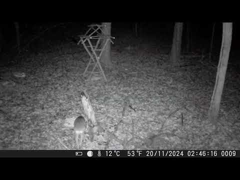 Видео: Визг кабанів. Заєць ганяє косуль 😅 Відео з фотопастки