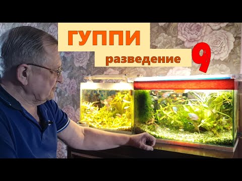 Видео: #9 Гуппи. Разведение, селекция и уход    / Аквариумистика с Геннадием Посейдонычем