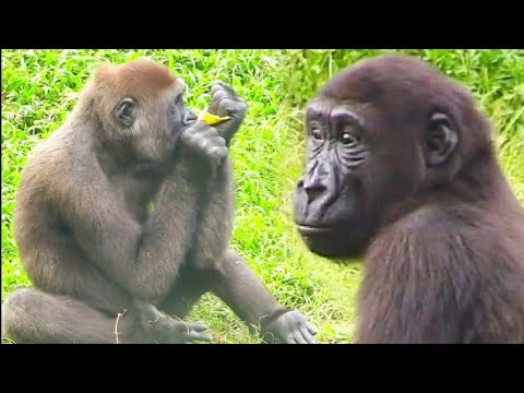 Видео: Ринго и Джабали очень любят есть помело😋❤️ Ринго и Джабали очень любят есть помело