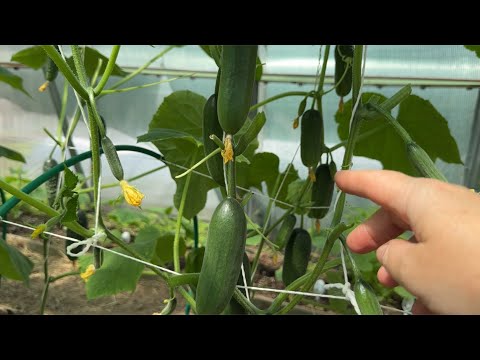 Видео: 4 ЛУЧШИХ СПОСОБА ФОРМИРОВКИ ОГУРЦОВ!