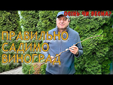 Видео: КОЛИ НАЙКРАЩЕ САДИТИ ВИНОГРАД : ВОСЕНИ ЧИ НАВЕСНІ? ПРАВИЛЬНА ПОСАДКА МОЛОДОГО КУЩА НА ПОСТІЙНЕ МІСЦЕ