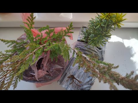 Видео: Розпаковка. Райський куточок❤💝🌹до замовлення.