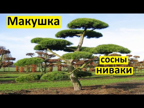 Видео: Как сформировать макушку сосны ниваки. 3 вида макушек ниваки из сосны.