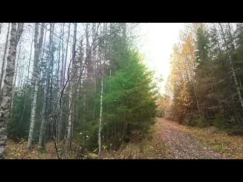 Видео: 09.10.2025. Охота с руской гончей на зайчика. 