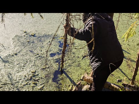 Видео: В поисках забытой раколовки. Мощная дамба бобров.