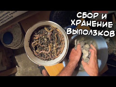 Видео: Как собирать и хранить выползков