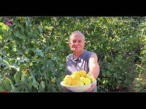 Видео: Как варить варенье из инжира - Подробное видео для тех кто никуда не торопится