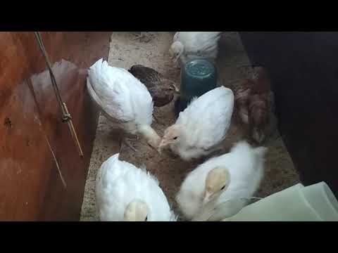 Видео: Что делать если индюки не едят