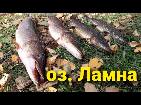 Видео: В этом озере есть Щуки-Монстры! Поймал большую искусанную щуку! Озеро Ламна. Рыбалка.