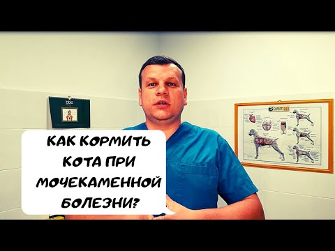 Видео: КАК КОРМИТЬ КОТА ПРИ МОЧЕКАМЕННОЙ БОЛЕЗНИ