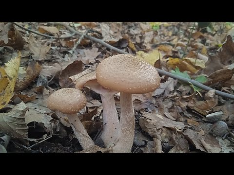 Видео: ТАКИХ ОПЕНЬКІВ Я ЩЕ НЕ БАЧИВ‼️ЗБІР ОПЕНЬКІВ