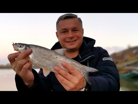 Видео: Семикаракорск рыбалка