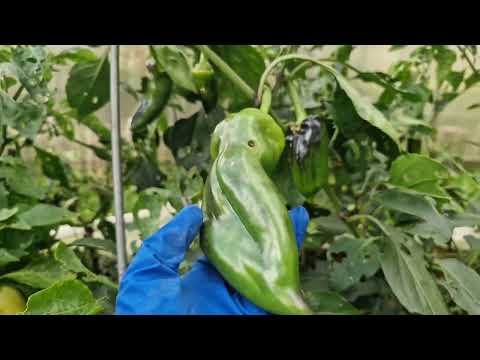 Видео: Урожай ящиками)))) 24 сентября!!!! Ленинградская обл., север!!!