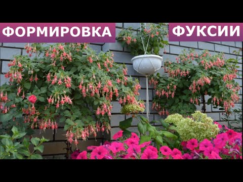 Видео: Формирую из черенка фуксии деревья и кусты.