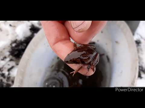 Видео: Добыча ручейника и мормыша зимой