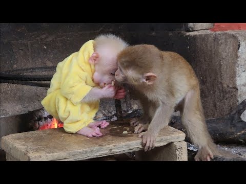 Видео: Как был рад Бубу, увидев возвращающуюся из джунглей длиннохвостую обезьяну!