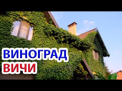 Видео: Как виноград Вичи (триостренный / девичий) разрушил наш дом