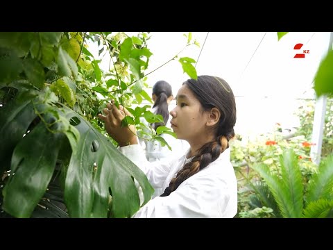 Видео: Шымкентте оқушыларды экологиялық мәдениетке үйретіп жатыр | Таза Қазақстан
