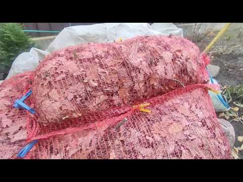 Видео: Укрытие крупнолистной гортензии 🍁🍁🍁Быстро,просто,надёжно 💯