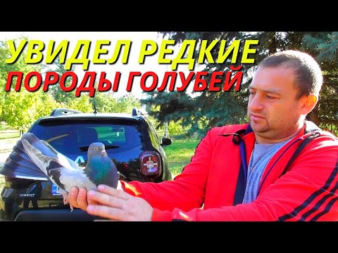 Видео: ЯРМАРКА ГОЛУБЕЙ г.Павлоград 01.10.2023 Голуби▶ Продажа▶ Цены💲📞 3-я часть