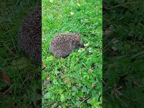 Видео: Два деда и ёжик: сырная история
