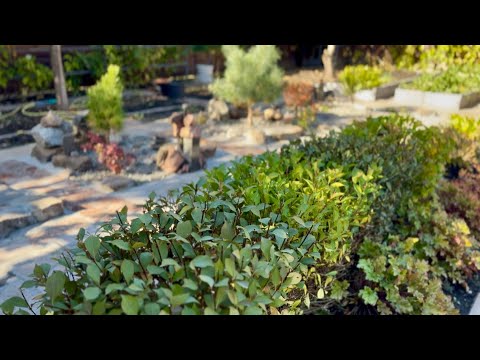 Видео: ОСЕННЯЯ СТРИЖКА ДУГИ ИЗ ПЯТИ ВЕЙГЕЛ НА НОВОМ МЕСТЕ ВМЕСТО ГРЯДОК! БЫСТРО И  УДОБНО! 