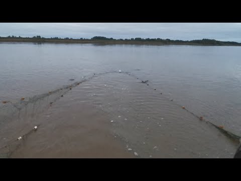 Видео: Лучший Замёт НЕВОДОМ / Рыбалка На НЕВОД/ В Гостях У Отшельника В Глухой Тайге!