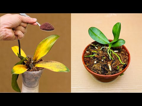 Видео: Просто кофе! Орхидеи мгновенно растут от корней и цветут круглый год.