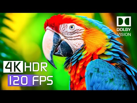 Видео: ЛУЧШЕЕ видео 4K HDR ULTRA HD 120 кадров в секунду — Dolby Vision