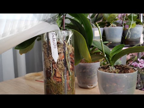Видео: Полив орхидей при полной, частичной смене грунта. Этот состав поможет растениям.