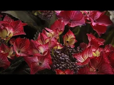 Видео: НЕ ЧЕРЕНКУЙТЕ  ГОРТЕНЗИИ, ПОКА НЕ ПОСМОТРИТЕ ЭТО ВИДЕО!