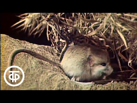 Видео: Общая биология. Система органического мира как отображение эволюции (1982)