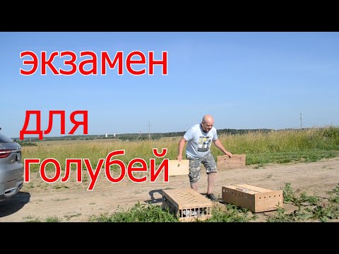 Видео: ПРОСТИЛИСЬ С ДЕТСТВОМ. Первая тренировка молодых голубей на 20 км.