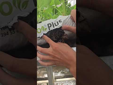 Видео: Геркулес АГРО  юкори хосилдорлика эришинг хамёнбоп нархларда харид килинг энг мухими синовдан утган💪