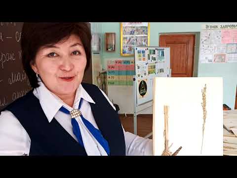 Видео: Дан гулдуулор тукуму 6-класс