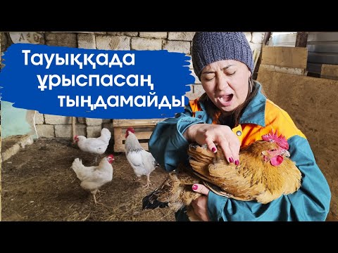 Видео: Vlog. Көп жұмыртқа жинадым,бірақ...