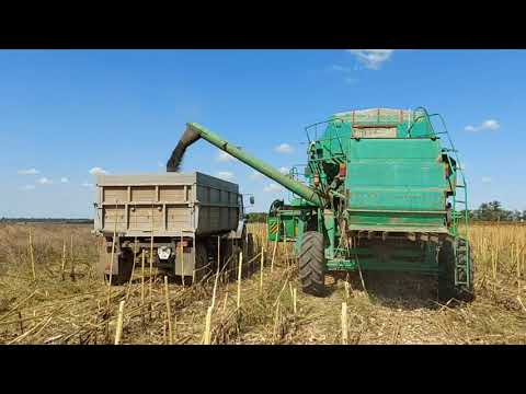 Видео: Уборка подсолнечника 2021 продолжается , ЗАРАЗИХА атакует LG 59580 13.08 .21