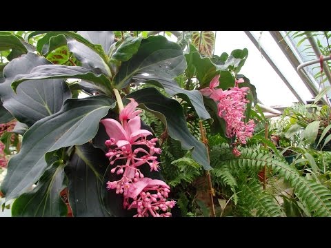 Видео: Ботанический сад в Риге. Покупки растений.