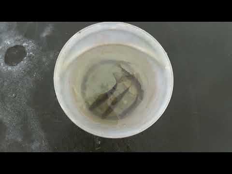 Видео: Первый лёд 2025-2026г. Ловим живца для дальней рыбалки. Ночуем и отдыхаем в палатке. 31.10.2025г.