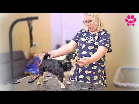 Видео: Капа - звезда питомника! Наша идеальная чихуахуа! Мойка и груминг собаки в домашних условиях
